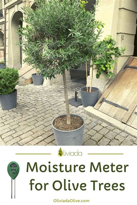 moisture meter for olive trees|how much water for an olive tree.